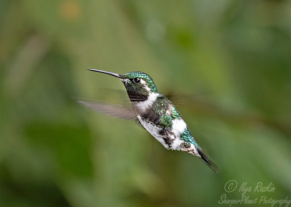 279 Purple-throated woodstar (Calliphlox mitchellii) - Ecuador