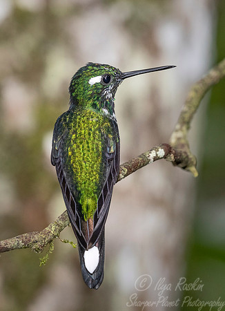 232 Purple-bibbed whitetip male (Urosticte benjamini) - Ecuador