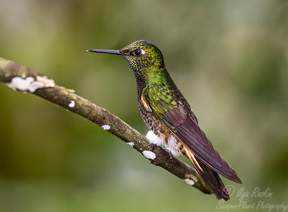 229 Buff-tailed coronet (Boissonneaua flavescens) - Ecuador