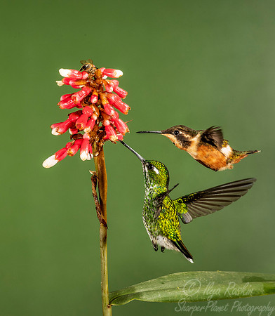 221 Purple-bibbed whitetip and Purple-throated woodstar - Ecuador