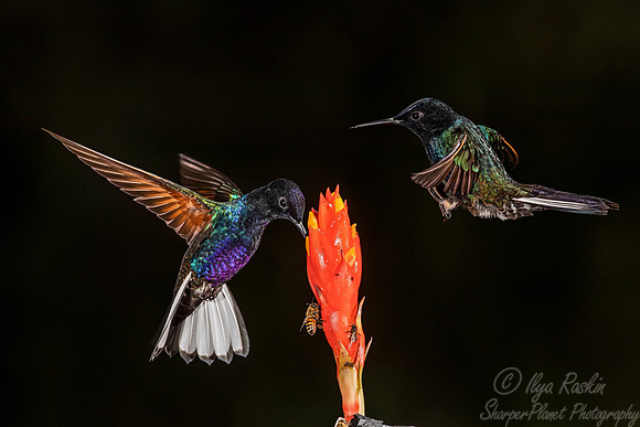 173 Velvet-purple coronet (Boissonneaua jardini) - Ecuador