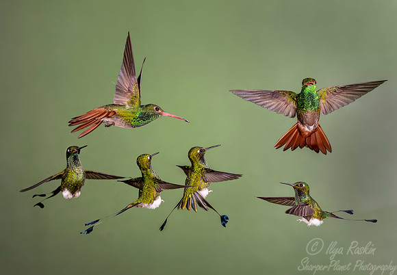 208 White-booted rocket-tails (Ocreatus underwoodii) and Fawn-breasted brilliant (Heliodoxa rubinoides) - Ecuador