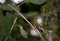 142 Sword-billed hummingbird (Ensifera ensifera) - Ecuador