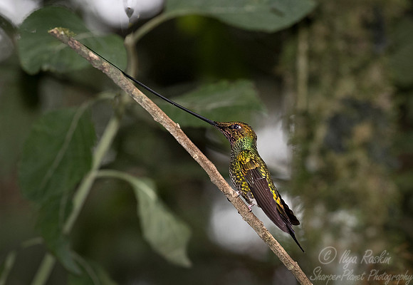142 Sword-billed hummingbird (Ensifera ensifera) - Ecuador