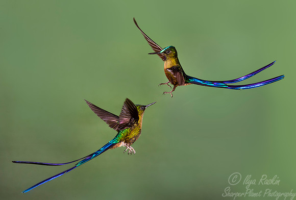 188 Violet-tailed sylphs (Aglaiocercus coelestis) - Ecuador