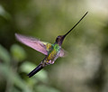 148 Sword-billed hummingbird (Ensifera ensifera) - Ecuador