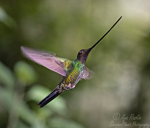 148 Sword-billed hummingbird (Ensifera ensifera) - Ecuador