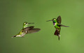 161 Purple-bibbed whitetip male and female (Urosticte benjamini) - Ecuador