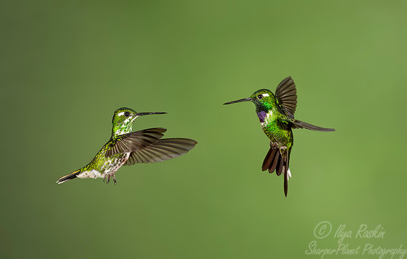 161 Purple-bibbed whitetip male and female (Urosticte benjamini) - Ecuador