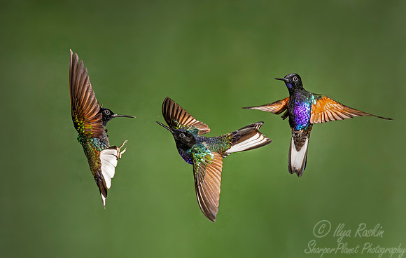167 Velvet-purple coronets (Boissonneaua jardini) - Ecuador