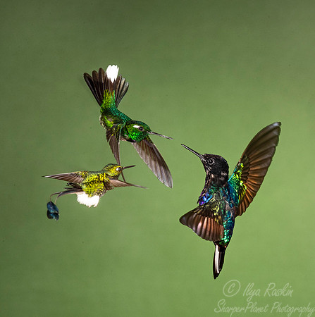 204 Purple-bibbed whitetip, Velvet-purple coronet, White-booted rocket-tail - Ecuador