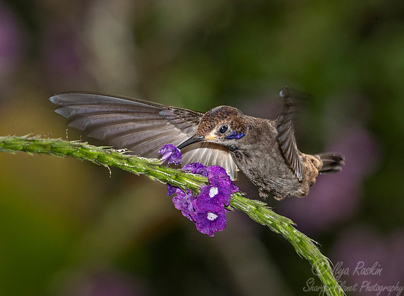 244 Brown violetear (Colibri delphinae) - Ecuador