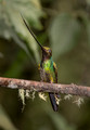 149 Sword-billed hummingbird (Ensifera ensifera) - Ecuador