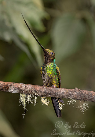 149 Sword-billed hummingbird (Ensifera ensifera) - Ecuador