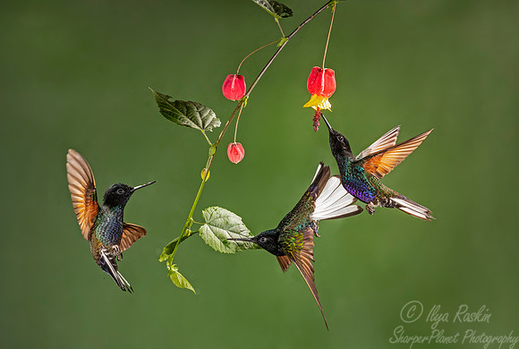 168 Velvet-purple coronets (Boissonneaua jardini) - Ecuador