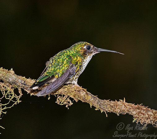 225 Whie-booted racket-tail female (Ocreatus underwoodii) - Ecuador