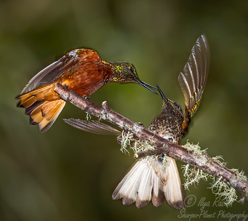270 Chestnut-breasted coronets (Boissonneaua matthewsii) - Ecuador