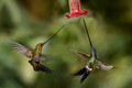 144 Sword-billed hummingbird (Ensifera ensifera) - Ecuador