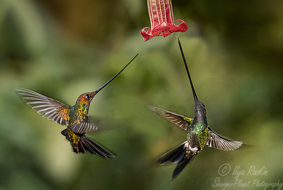 144 Sword-billed hummingbird (Ensifera ensifera) - Ecuador