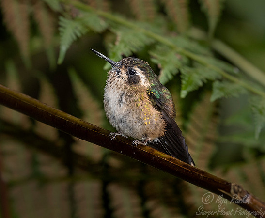 265 Speckled hummingbird (Adelomyia melanogenys) - Ecuador