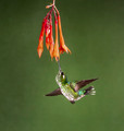 157 Purple-bibbed whitetip female (Urosticte benjamini) - Ecuador