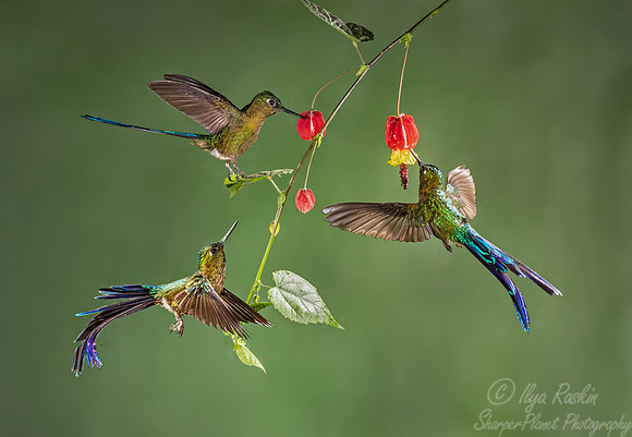 184 Violet-tailed sylphs (Aglaiocercus coelestis) - Ecuador