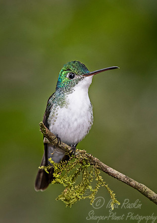 235 Andean emerald (Amazilia franciae) - Ecuador