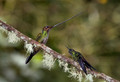 152 Sword-billed hummingbird (Ensifera ensifera) with Tourmaline sunangel- Ecuador