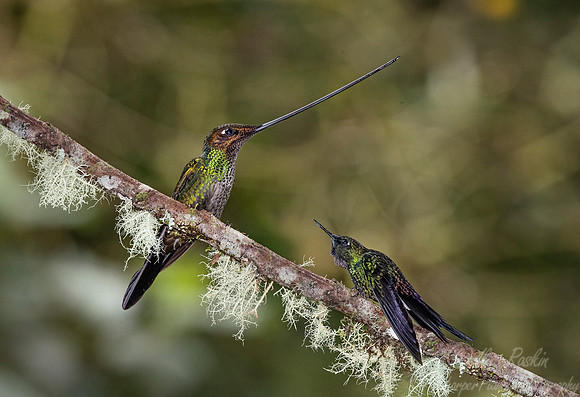 152 Sword-billed hummingbird (Ensifera ensifera) with Tourmaline sunangel- Ecuador