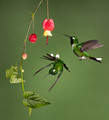 159 Purple-bibbed whitetip males (Urosticte benjamini) - Ecuador
