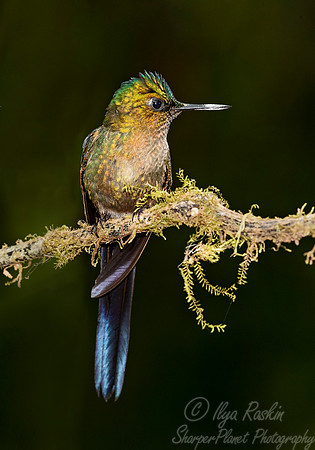 224 Violet-tailed sylph (Aglaiocercus coelestis) - Ecuador