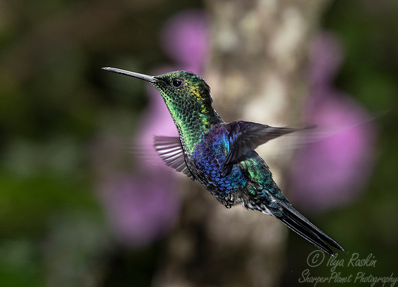 239 Green-crowned woodnymphs (Thalurania colombica fannyi) - Ecuador