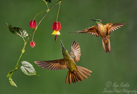 181 Fawn-breasted brilliants (Heliodoxa rubinoides) - Ecuador