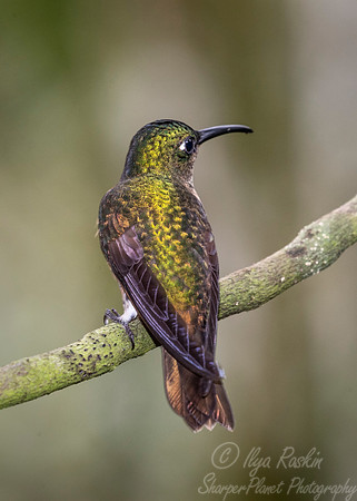 233 Fawn-breasted brilliant (Heliodoxa rubinoides) - Ecuador