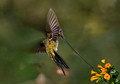 151 Sword-billed hummingbird (Ensifera ensifera) - Ecuador