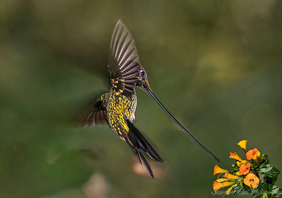 151 Sword-billed hummingbird (Ensifera ensifera) - Ecuador