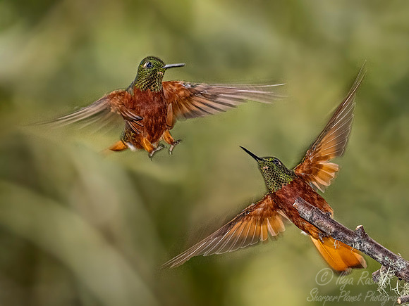 271 Chestnut-breasted coronets (Boissonneaua matthewsii) - Ecuador