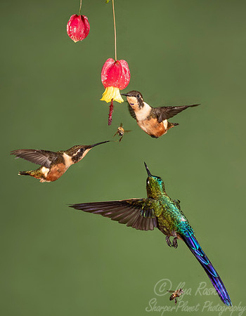 193 Violet-tailed sylphs (Aglaiocercus coelestis) and Purple-throated woodstar (Calliphlox mitchellii) - Ecuador