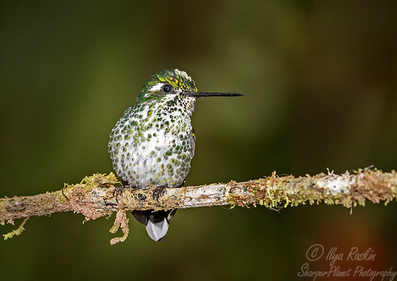 226 Purple-bibbed whitetip female (Urosticte benjamini) - Ecuador