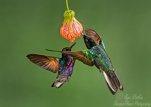 166 Velvet-purple coronets (Boissonneaua jardini) - Ecuador