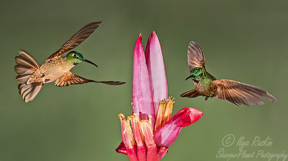 207 Fawn-breasted brilliants (Heliodoxa rubinoides) - Ecuador