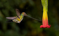 145 Sword-billed hummingbird (Ensifera ensifera) - Ecuador
