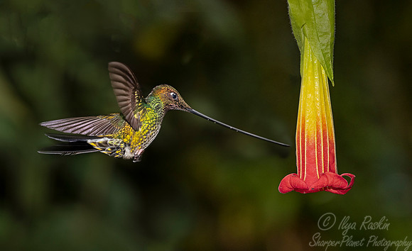 145 Sword-billed hummingbird (Ensifera ensifera) - Ecuador