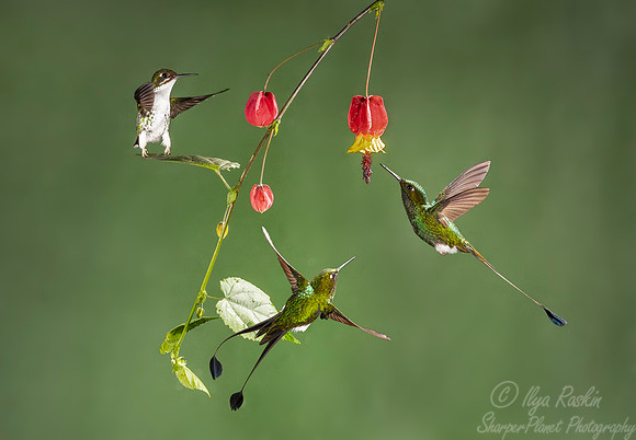 195 White-booted racket-tails female and males (Ocreatus underwoodii) - Ecuador