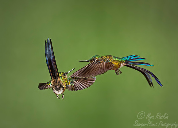 187 Violet-tailed sylphs (Aglaiocercus coelestis) - Ecuador