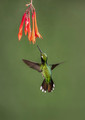 158 Purple-bibbed whitetip male (Urosticte benjamini) - Ecuador