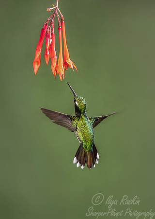 158 Purple-bibbed whitetip male (Urosticte benjamini) - Ecuador