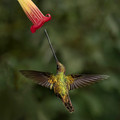 150 Sword-billed hummingbird (Ensifera ensifera) - Ecuador