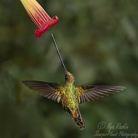 150 Sword-billed hummingbird (Ensifera ensifera) - Ecuador