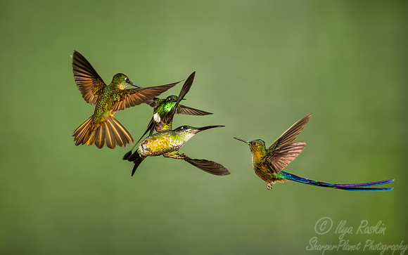 214 Fawn-breasted brilliants, White booted racket-tail and Violate-tailed sylth - Ecuador